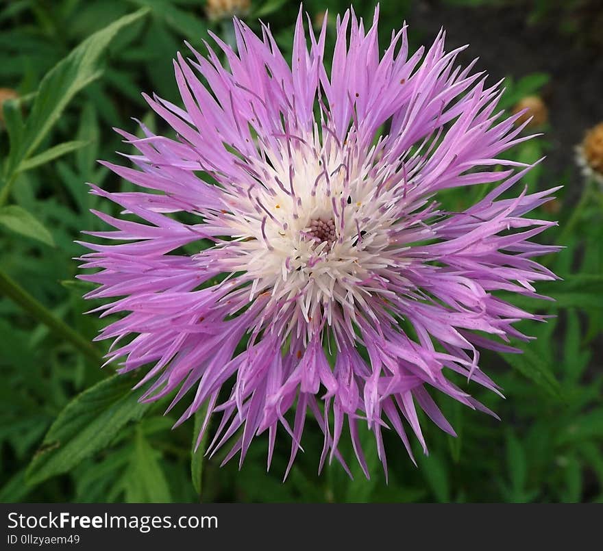 Flower, Flora, Plant, Thistle