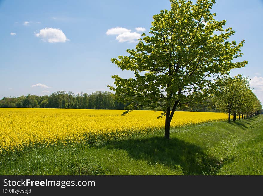 Rapeseed, Field, Yellow, Grassland