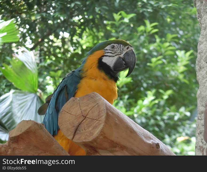 Bird, Macaw, Fauna, Parrot