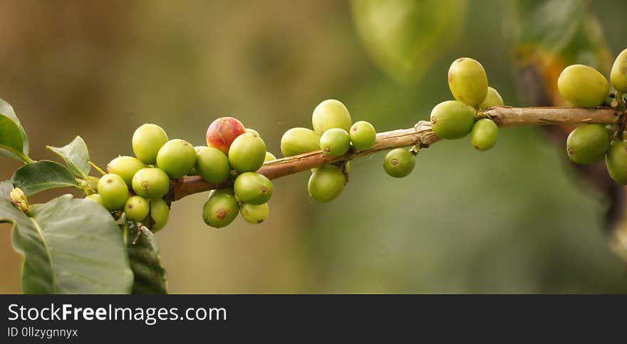 Fruit, Fruit Tree, Plant, Bud