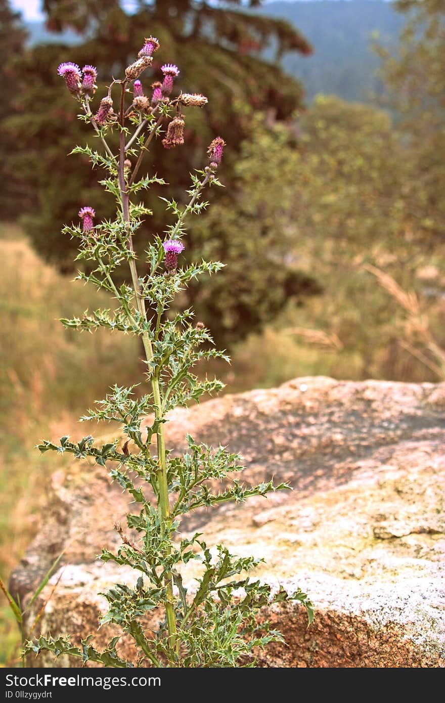 Plant, Flora, Flower, Subshrub