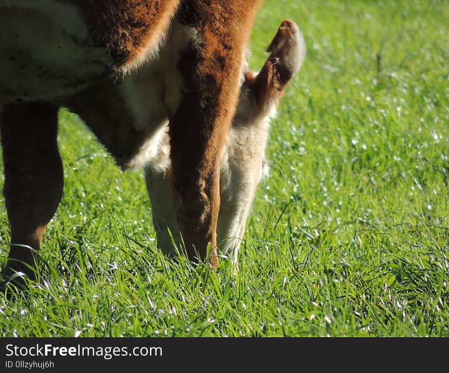 Grass, Fauna, Grazing, Pasture