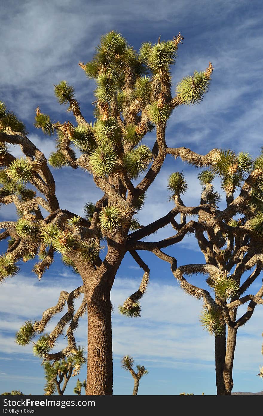 Tree, Vegetation, Sky, Plant