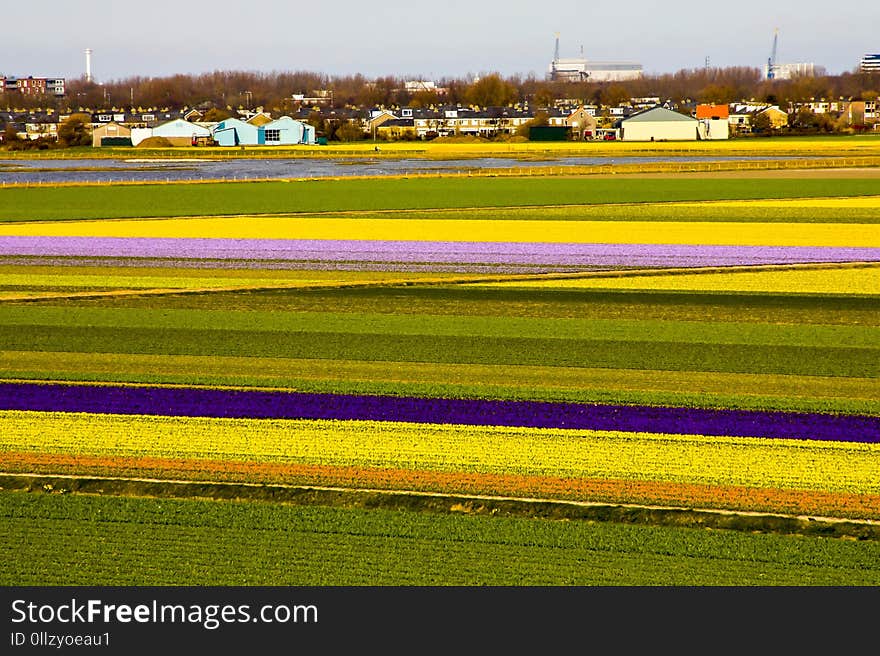 Yellow, Field, Plant, Grassland