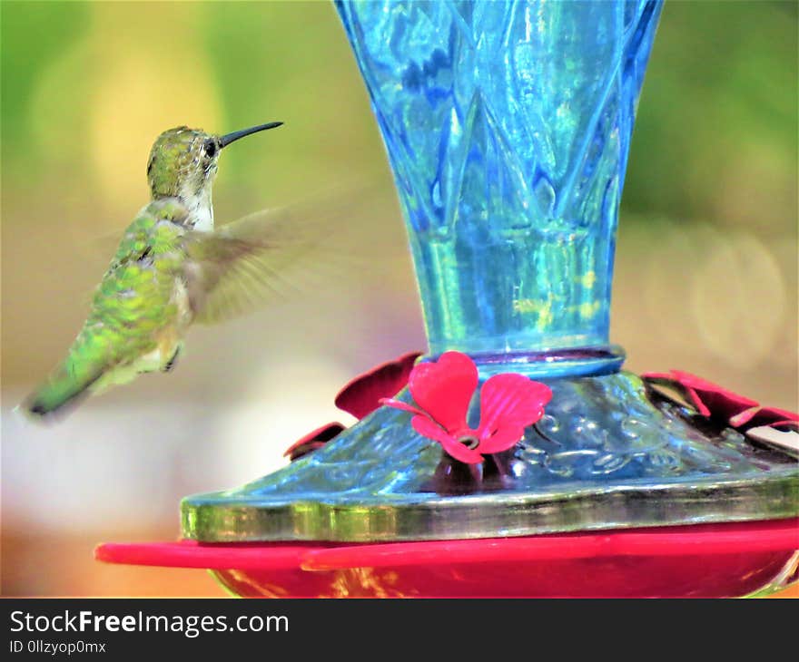 Bird, Hummingbird, Fauna, Beak