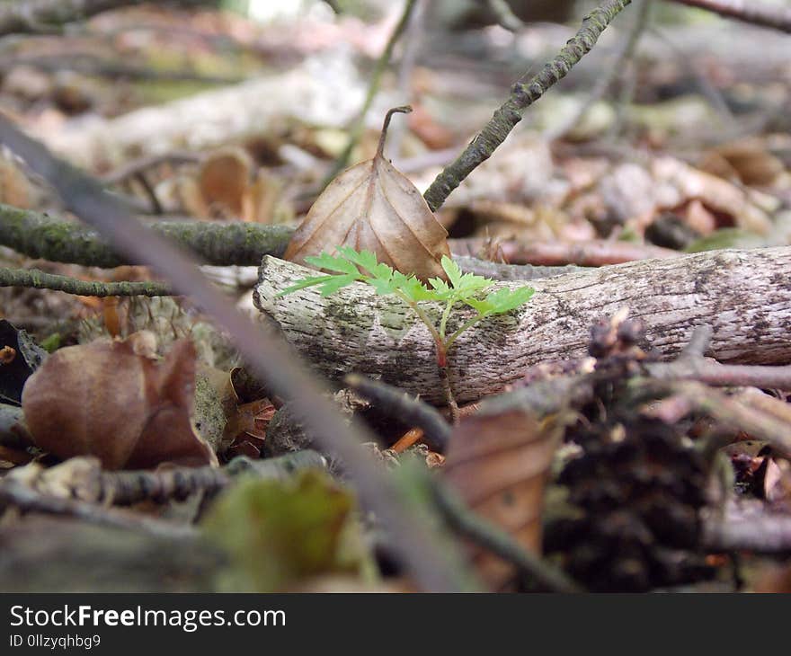 Flora, Branch, Leaf, Plant