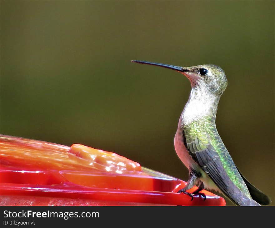 Bird, Hummingbird, Fauna, Beak