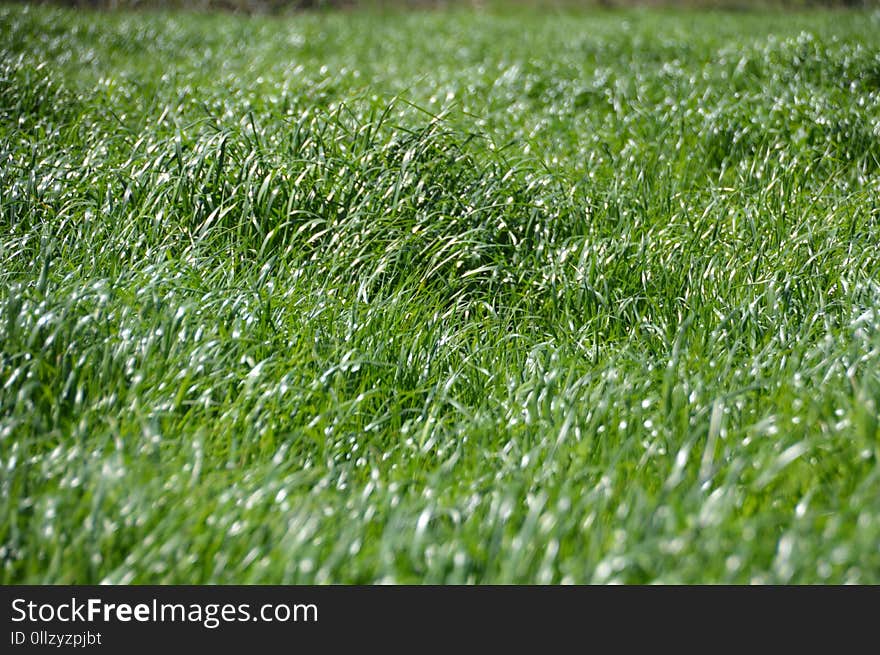 Grass, Green, Lawn, Plant