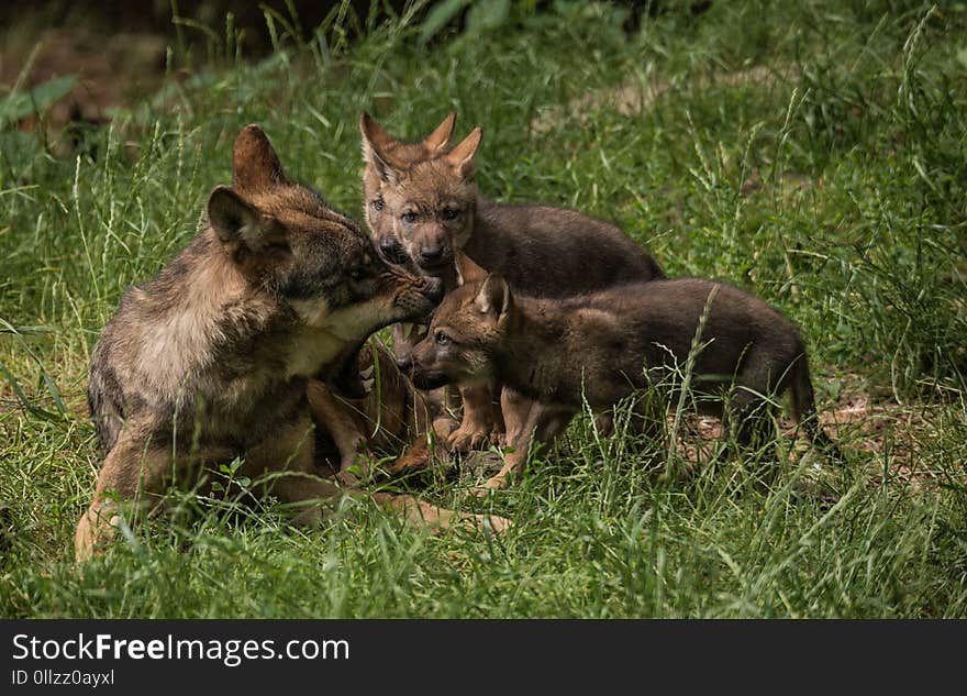 Wildlife, Fauna, Lycaon Pictus, Jackal