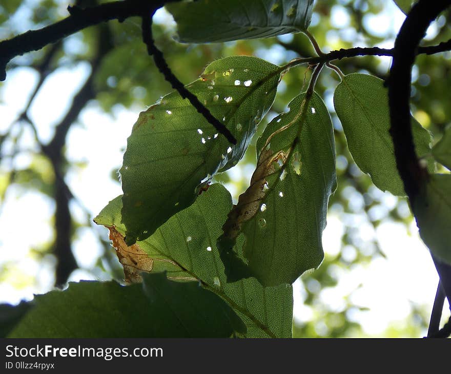 Leaf, Branch, Tree, Plant Pathology