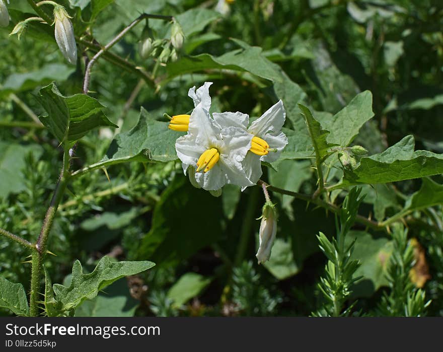 Plant, Flora, Flower, Flowering Plant