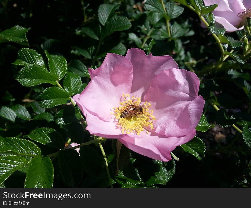 Flower, Rose Family, Rose, Rosa Canina