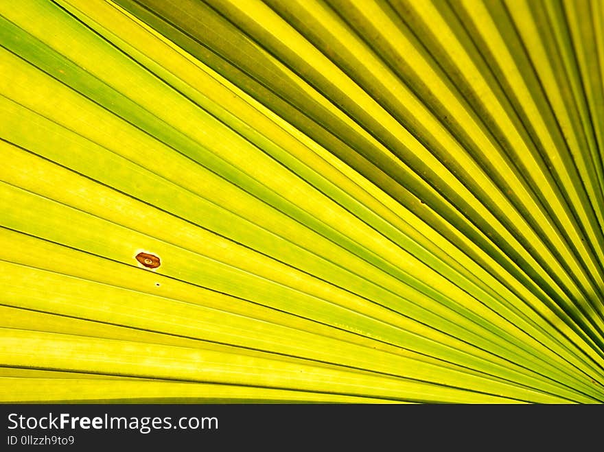 Yellow, Leaf, Close Up, Line