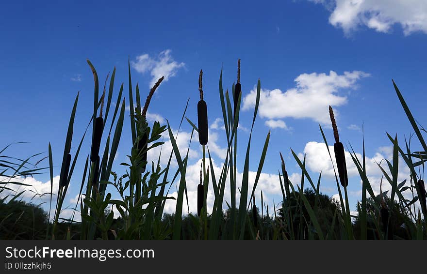 Sky, Ecosystem, Cloud, Grass