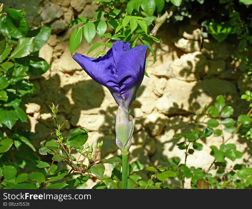 Plant, Flower, Flora, Purple