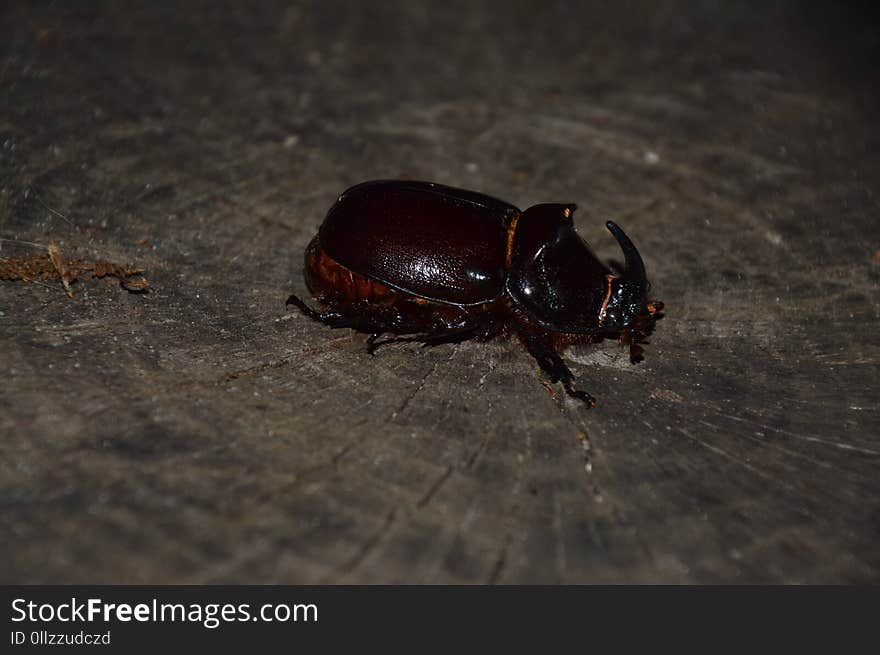 Insect, Beetle, Fauna, Dung Beetle