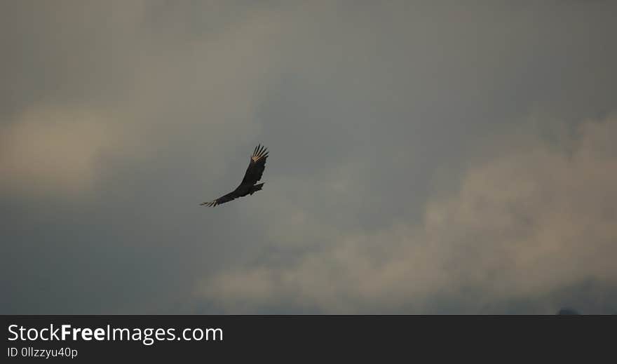 Sky, Flight, Bird, Eagle