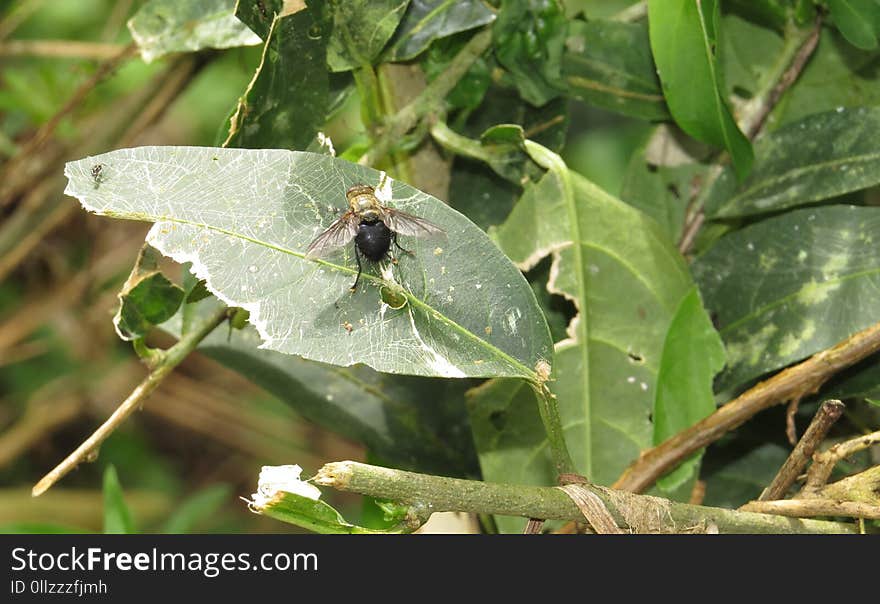 Leaf, Insect, Invertebrate, Plant Pathology