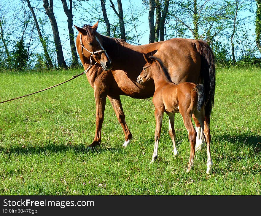 Horse, Pasture, Mare, Foal