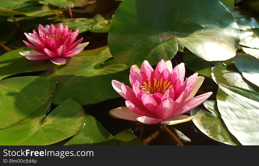 Flower, Plant, Flora, Aquatic Plant