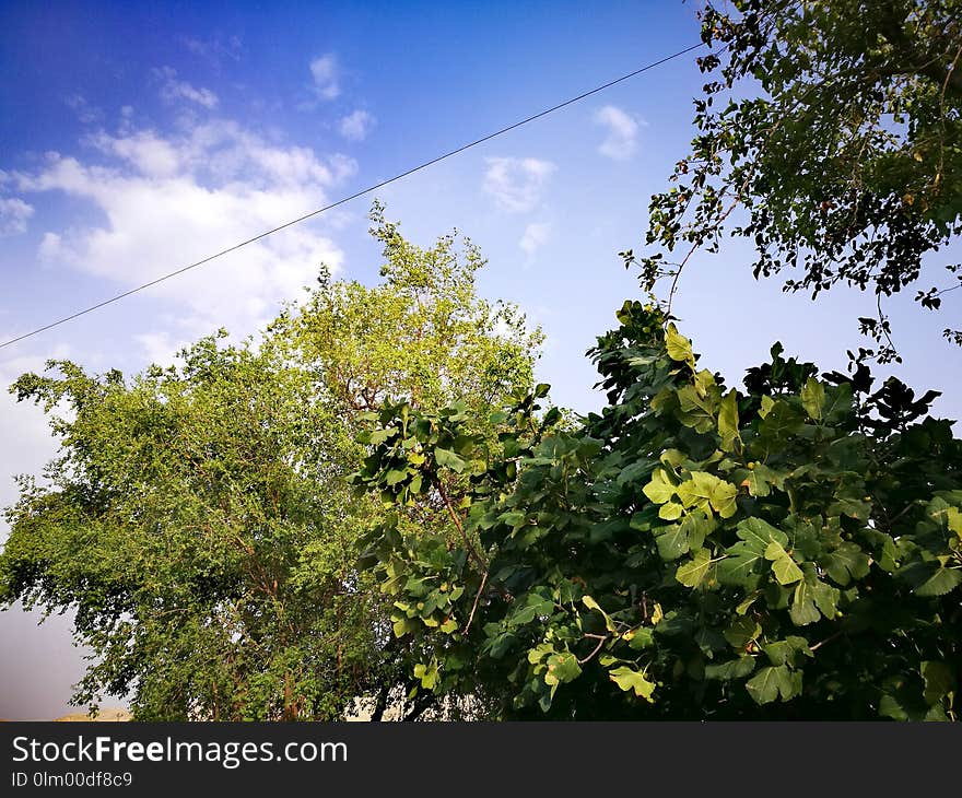 Sky, Leaf, Tree, Vegetation