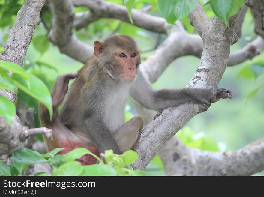 Macaque, Fauna, Mammal, Primate