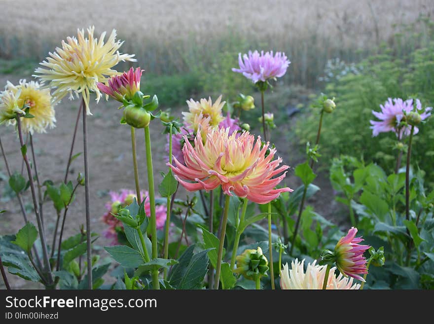 Flower, Plant, Wildflower, Flora