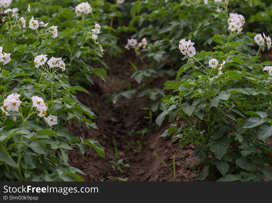 Plant, Flower, Shrub