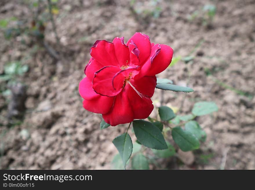 Flower, Red, Rose Family, Plant