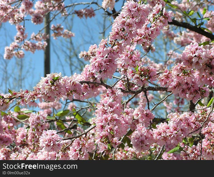 Blossom, Pink, Plant, Spring