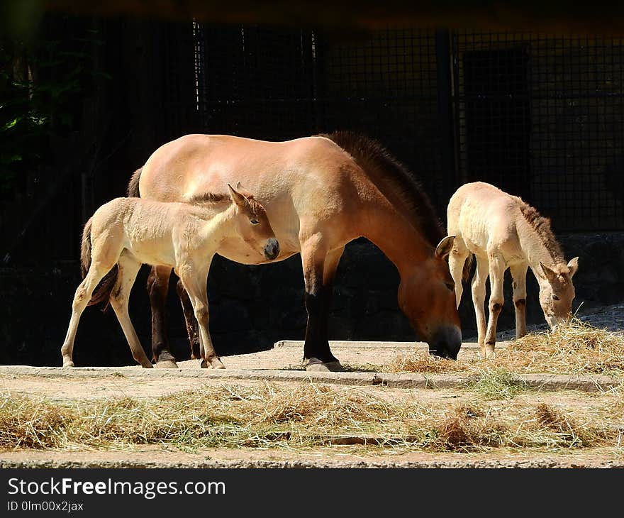 Fauna, Wildlife, Horse Like Mammal, Zoo