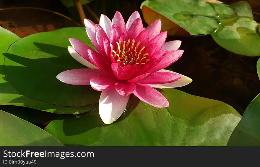 Flower, Plant, Aquatic Plant, Sacred Lotus