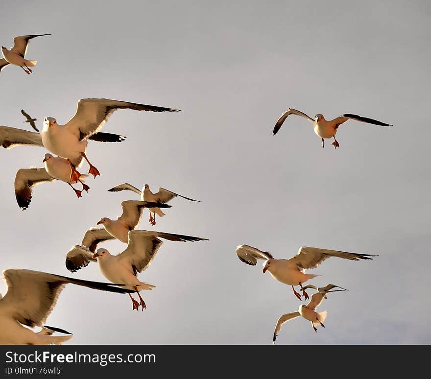 Bird, Flock, Fauna, Sky