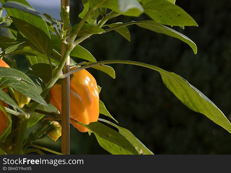 Plant, Leaf, Flora, Peppers