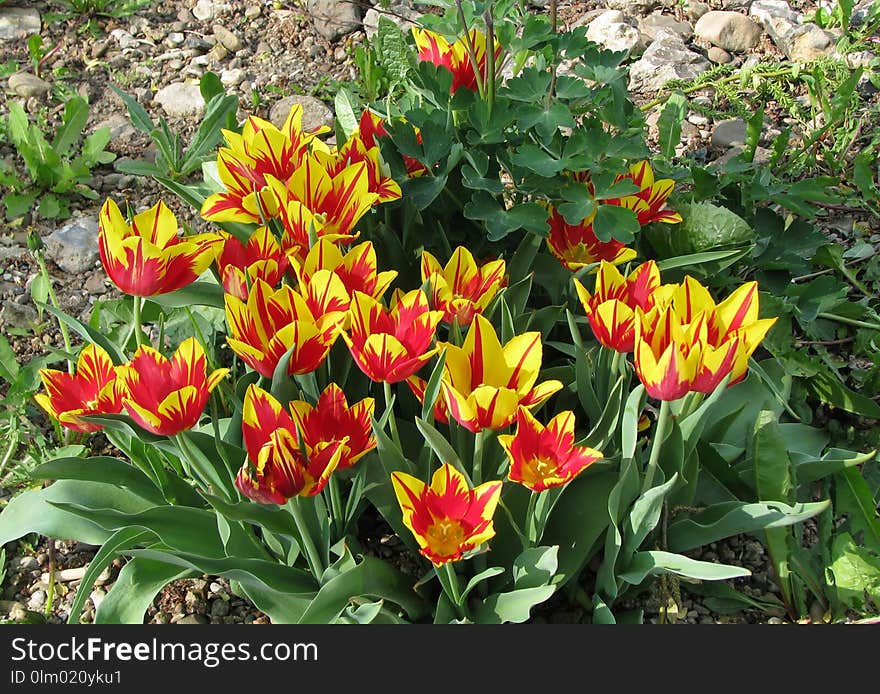 Flower, Plant, Flowering Plant, Tulip