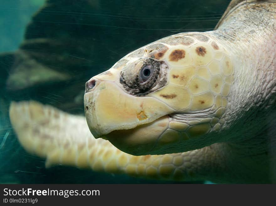 Turtle, Sea Turtle, Loggerhead, Terrestrial Animal