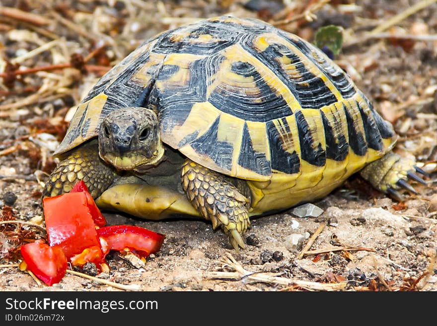 Tortoise, Turtle, Emydidae, Reptile