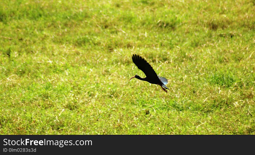 Bird, Ecosystem, Fauna, Nature Reserve