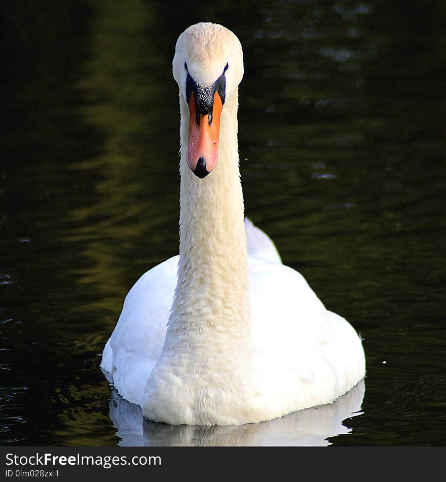 Swan, Bird, Water Bird, Ducks Geese And Swans