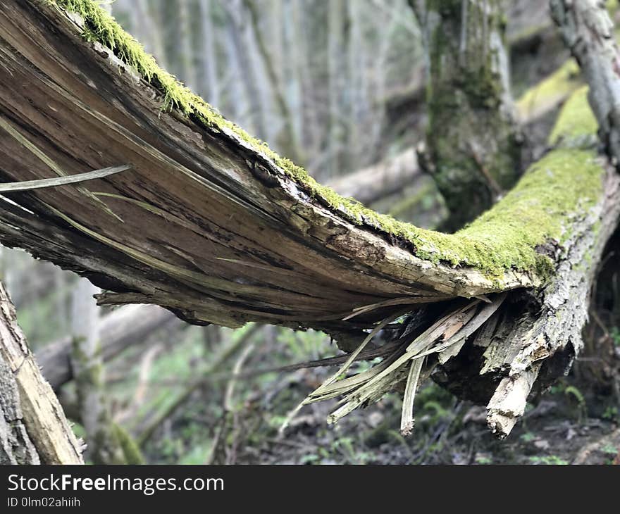 Tree, Trunk, Plant, Branch