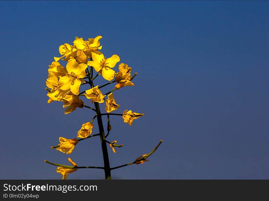 Yellow, Sky, Mustard Plant, Flower