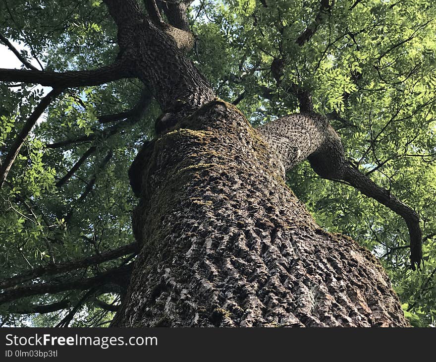 Tree, Woody Plant, Branch, Trunk