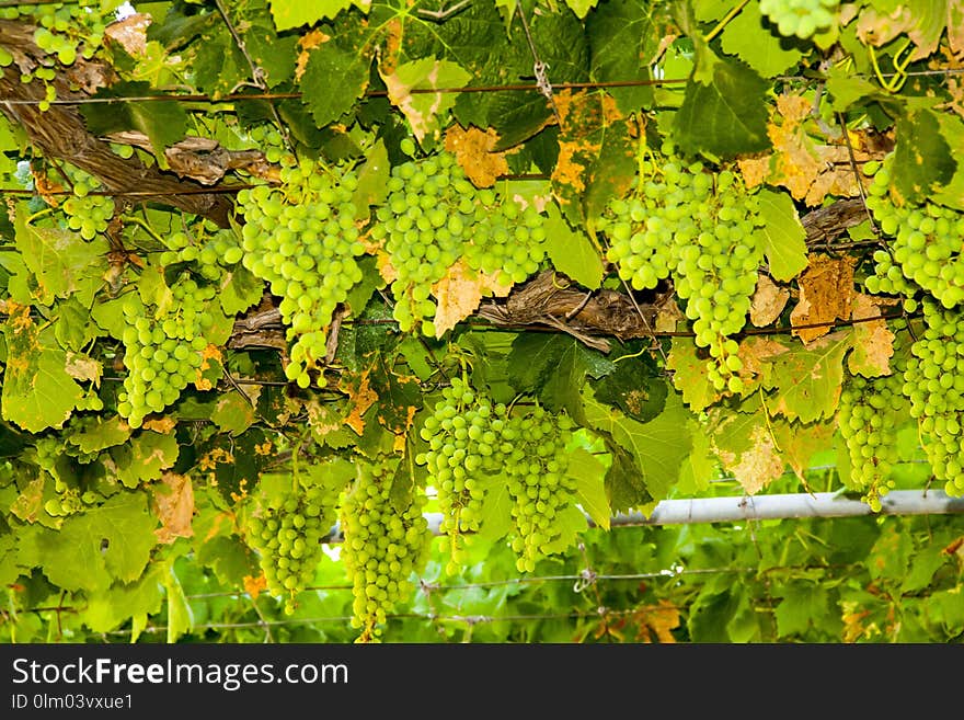 Grapevine Family, Vegetation, Grape, Plant