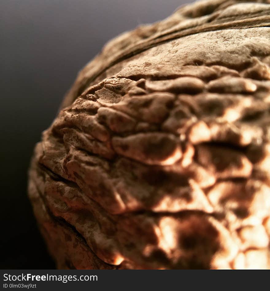 Close Up, Macro Photography, Rock, Organism