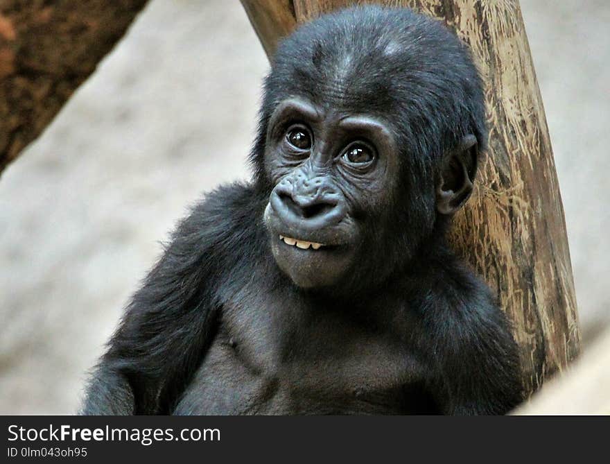 Great Ape, Mammal, Western Gorilla, Primate