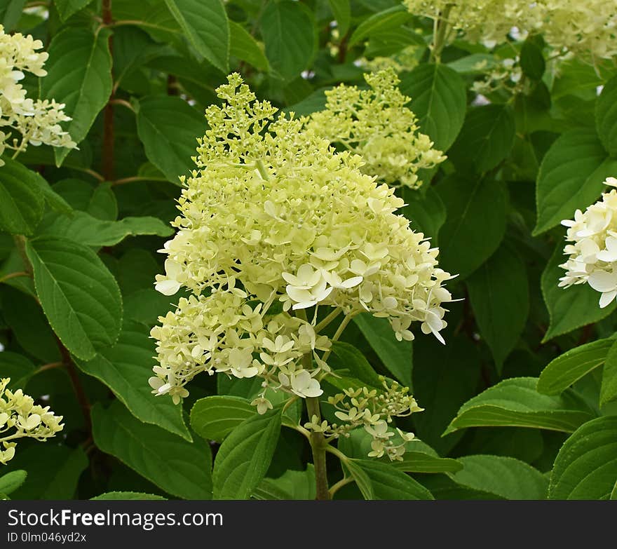 Plant, Hydrangea, Flower, Nannyberry