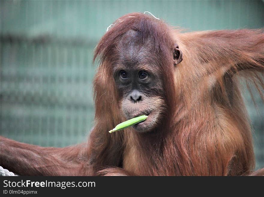 Orangutan, Great Ape, Fauna, Mammal