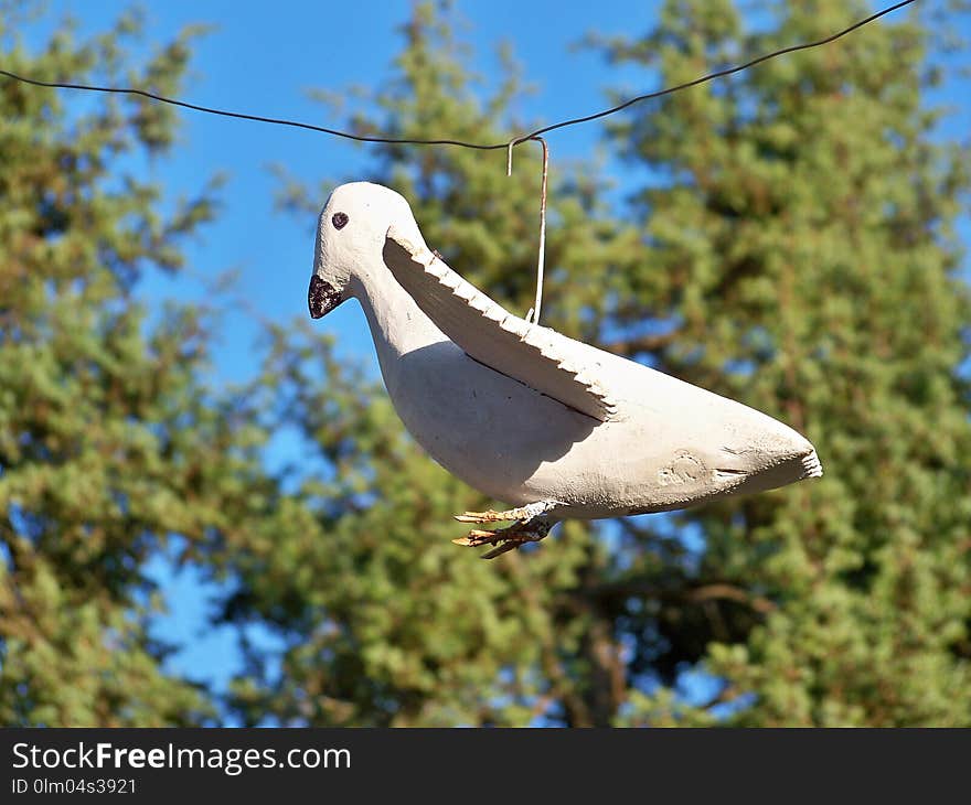 Bird, Fauna, Beak, Sky