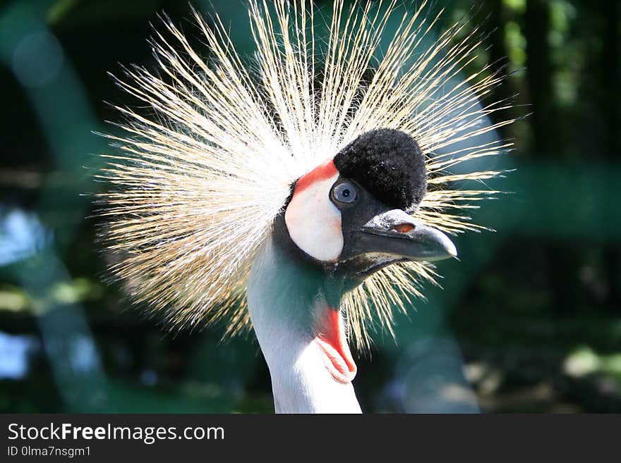 Head of crowned crane lit by sunlight outdoors. Close-up