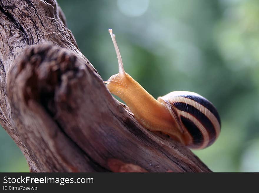 Snail on the trunk of the tree. Close-up